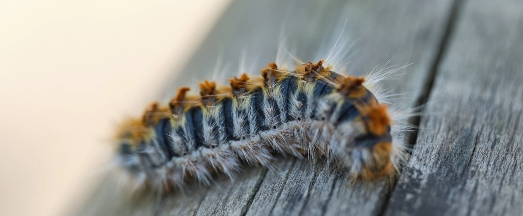chenille processionnaire à saint-cyr