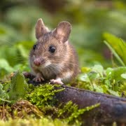 souris jardin