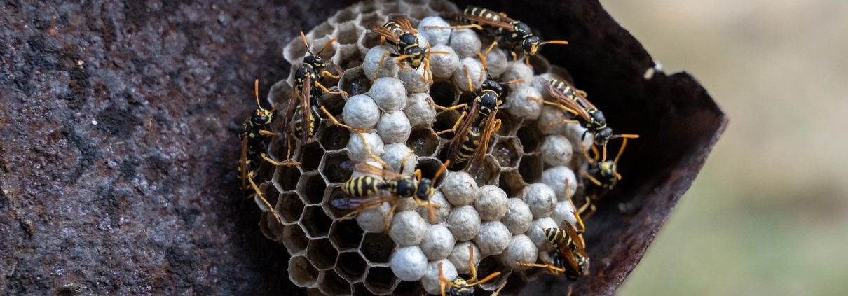 destruction de nid de guepes