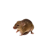 souris brune vue profil